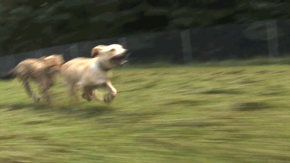 Laufende Hunde